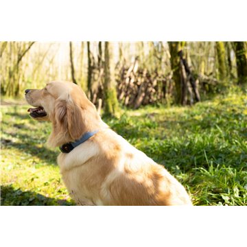 ZOLUX Bivouak LED Silicone blue - dog collar - 30-60 cm